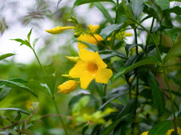 Gele vlier Gele bellen of bloemen van trompetranken Wetenschappelijke naam Tecoma stans