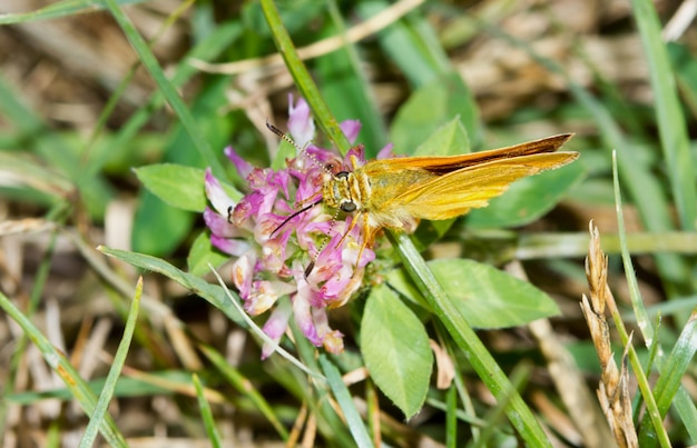 gele vlinder die op het gras rust