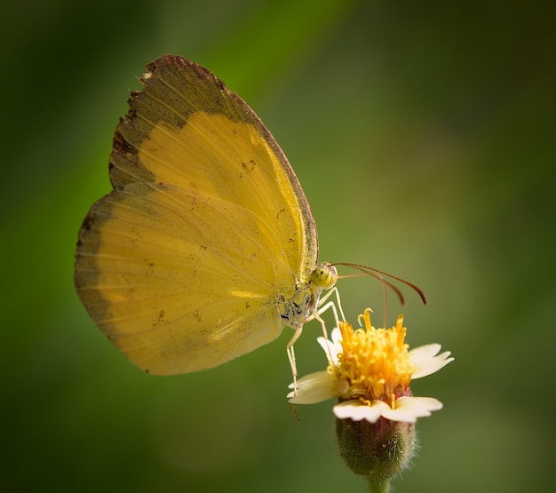 Gele vlinder op bloem in de tuin