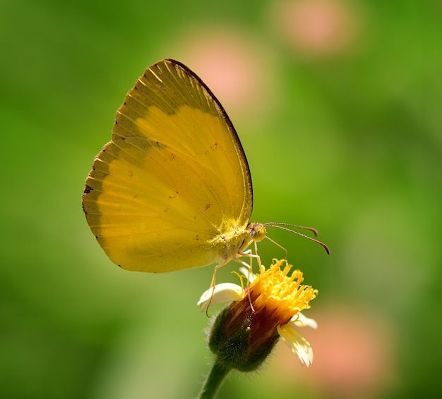 Gele vlinder op bloem