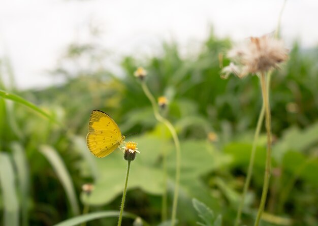 Gele vlinder op grasbloem