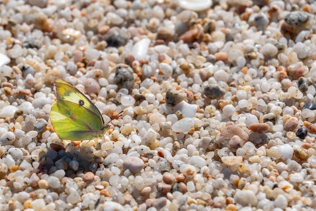 Gele vlinder op het strand in Mexico