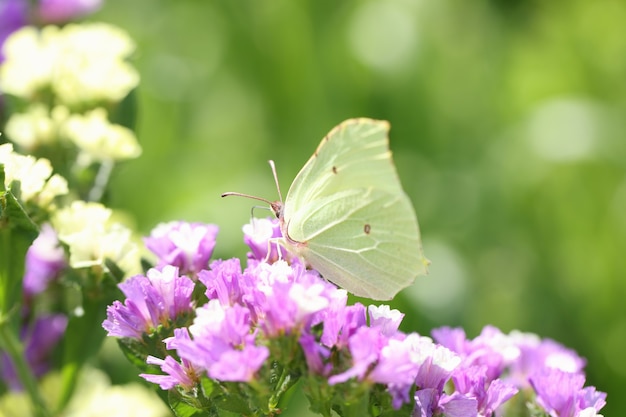 Gele vlinder zittend op paarse statice bloem in tuin close-up achtergrond milieu