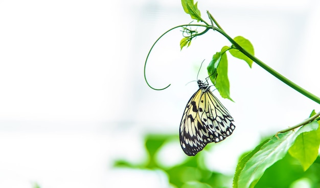 Gele vlinderidee op een blad Idee leuconoe