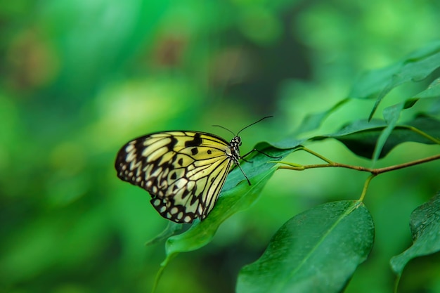 Gele vlinderidee op een blad Idee leuconoe