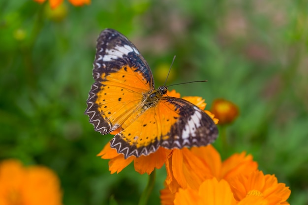 Gele vlindervangst op gele kosmosbloemen.