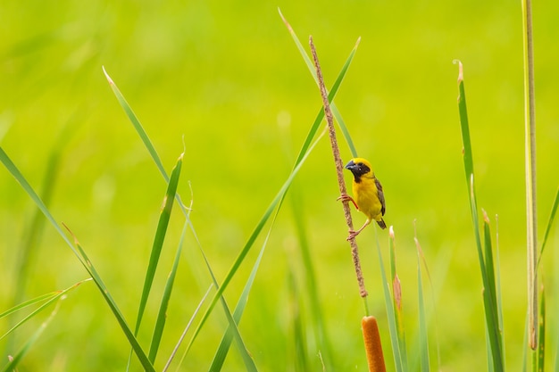 Gele vogel Aziatische Gouden Wever op aardachtergrond