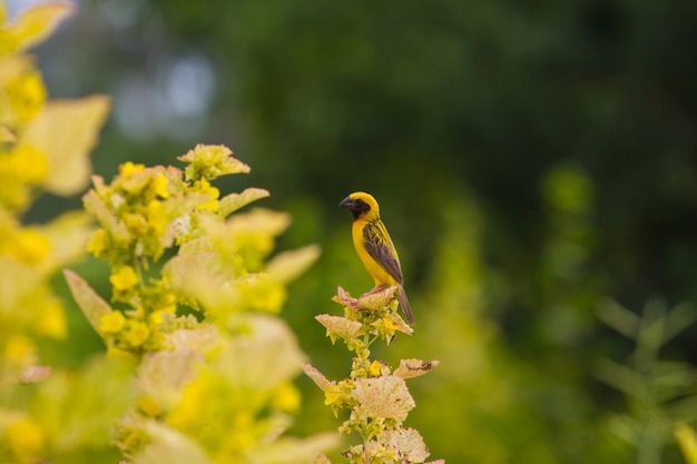 Gele vogel Aziatische Gouden Wever op aardachtergrond