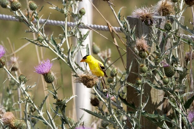 Foto gele vogel die op een distelplant zit