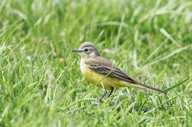 Gele vogel in het gras, westelijke gele kwikstaart (Motacilla flava)