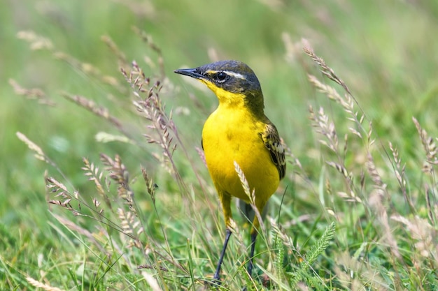 Gele vogel in het gras, westelijke gele kwikstaart (Motacilla flava)