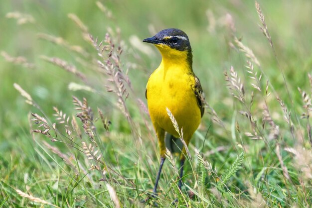 Gele vogel in het gras Westerse gele kwikstaart Motacilla flava