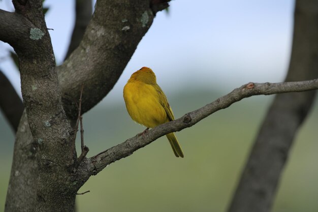 Gele vogel op tak