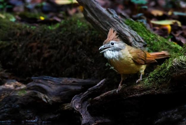 Gele vogel zitstokken op takje