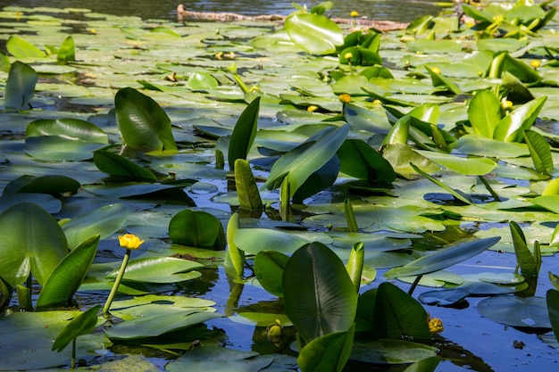 Gele waterbloemen (Nuphar Lutea) in meer