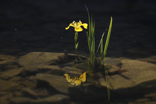 gele wateriris bloemen op het meer