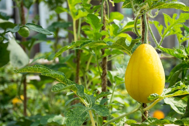 Gele watermeloen of Citrullus lanatus plant in de tuin van een landbouwplantage op het platteland in Nonthaburi, Thailand