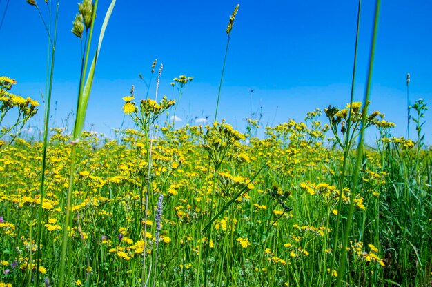 Gele weidebloemen in groen gras tegen de blauwe lucht