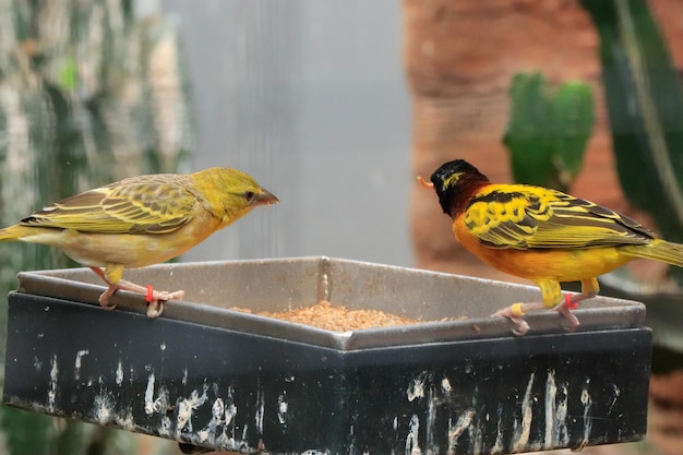 Gele wevervogels die wormen eten in de dierentuin