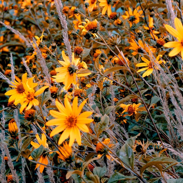 Gele wilde bloemen achtergrond. Concept art voor natuurliefhebbers