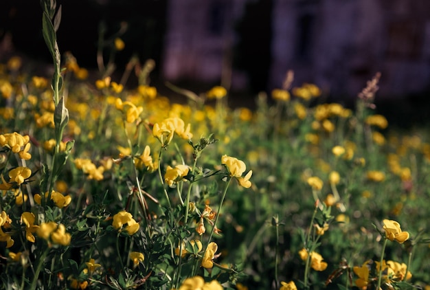 Gele wilde bloemen in een verlaten tuin