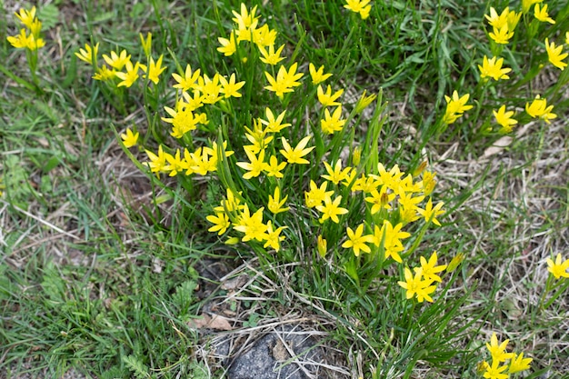 Foto gele wilde bloemen in het veld