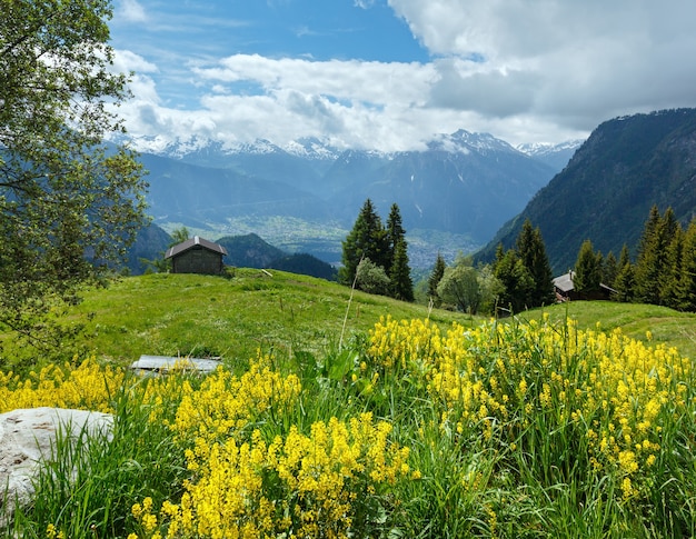 Gele wilde bloemen op zomer berghelling (Alpen, Zwitserland)