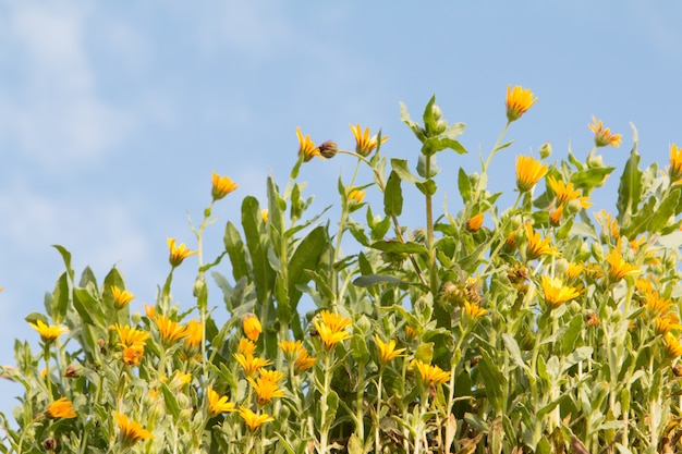 Gele wilde bloemen