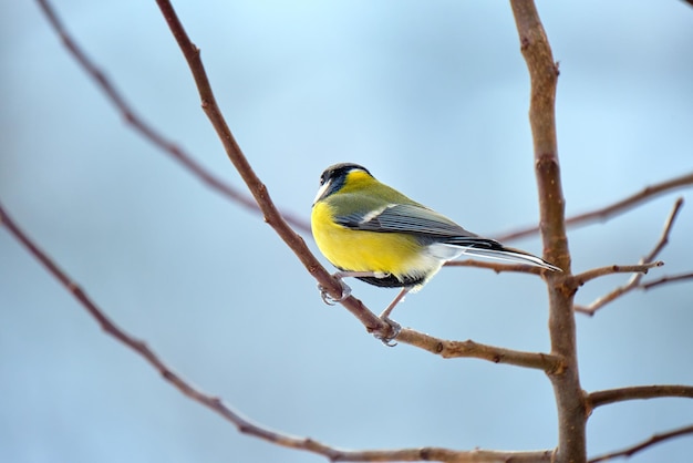 Gele wilde meesvogel die op de boomtak neerstrijkt op koude winterdag