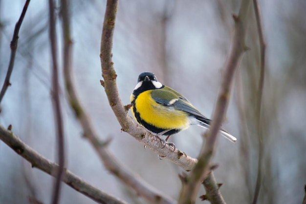 Gele wilde meesvogel die op de boomtak neerstrijkt op koude winterdag