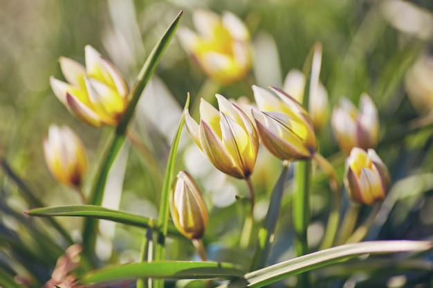 Gele wilde tulp in de tuin Bieberstein Tulp