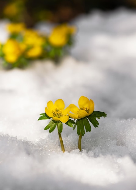 Gele winterakoniet-wilde bloemen die opspringen in de sneeuw in de winter in garten