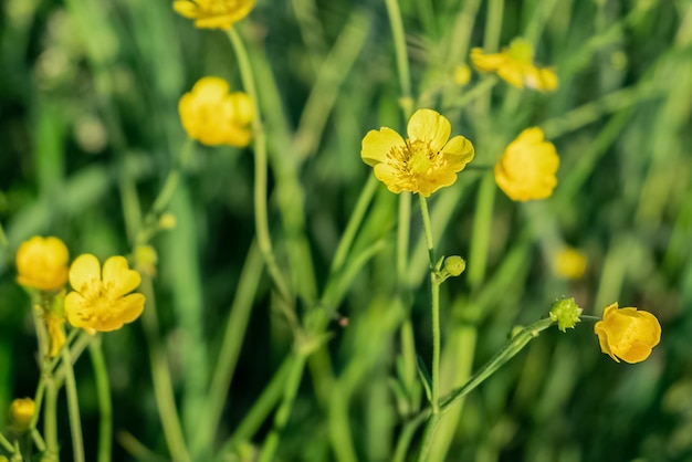 Gele Wollige boterbloembloem op groen gras vage achtergrond