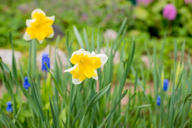 Gele zachte narcisbloem met groene bladeren in het park buiten mooie narcissen lentebloesem