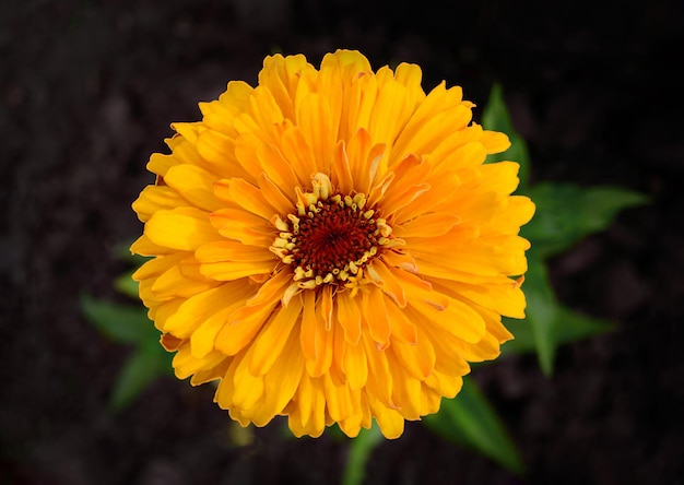 Gele zinnia's bloem close-up