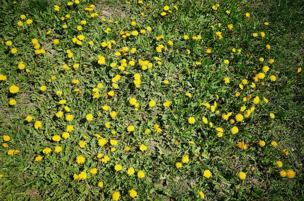 Gele zomer paardebloemen gemalen achtergrond