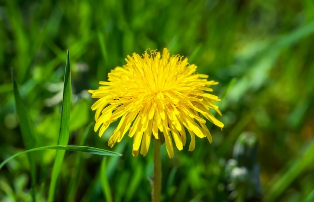 Gele zomerbloem paardebloem in het gras