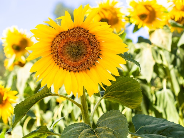 Gele zonnebloem bloeien op blauwe hemel backgraound op tuin. Biologische en ecologische plant voor de productie van eetbare olie voor een gezonde levensstijl