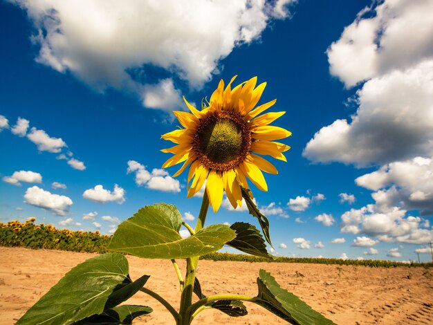 Gele zonnebloem bloeien op blauwe hemel backgraound op tuin. Biologische en ecologische plant voor de productie van eetbare olie voor een gezonde levensstijl