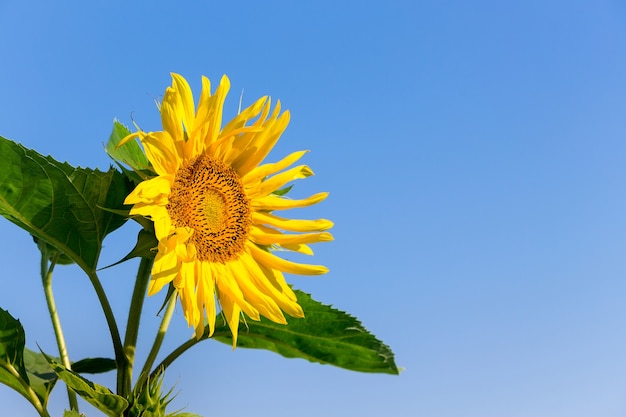 Gele zonnebloem bloem op een blauwe achtergrond