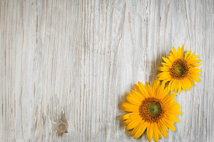 Foto gele zonnebloem bloemen op een witte houten achtergrond