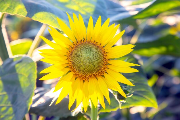 Gele zonnebloem close-up