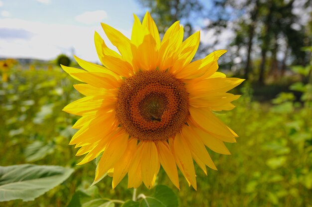 Gele zonnebloem en bij verzamelt nectar