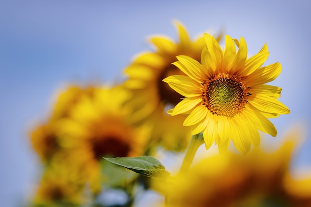 Gele zonnebloem in de tuinbedden onder de blauwe hemel.