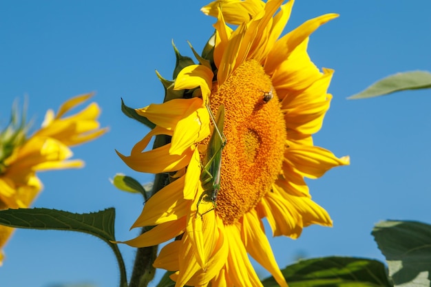 Gele zonnebloem in een veld tegen een heldere blauwe lucht op een zonnige dag Zonnebloem bloem close-up De zonnebloem bloeit Een grote groene sprinkhaan zit op een bloeiende zonnebloem