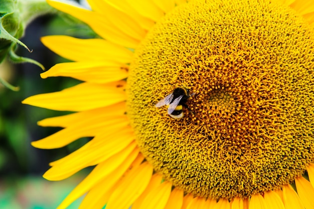 Gele zonnebloem met een bij.