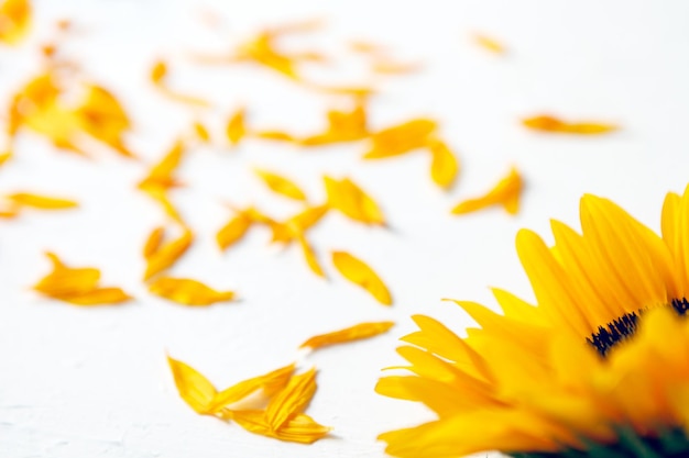 Gele zonnebloem op een witte achtergrond. Gele zonnebloem boeket, herfst Concept, bovenaanzicht, ruimte voor tekst. geïsoleerd op een witte achtergrond. Zonnebloem bloeien. Fel gele bloemen