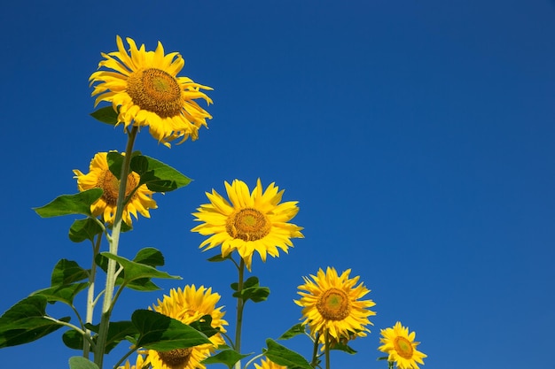 Gele zonnebloem over blauwe hemel