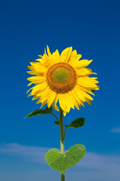 Gele zonnebloem over blauwe hemel