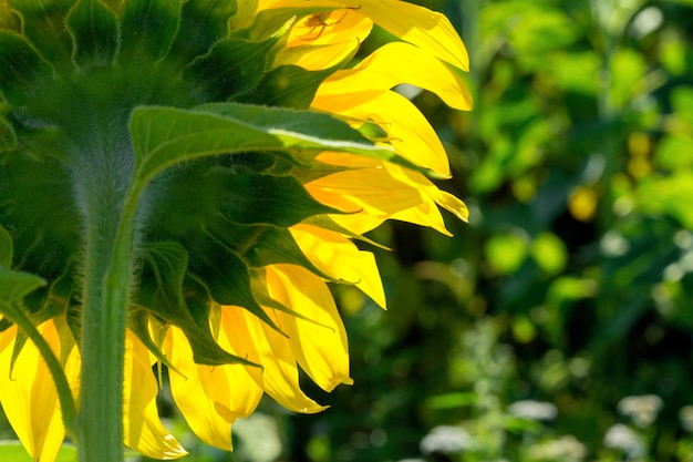 Gele zonnebloem